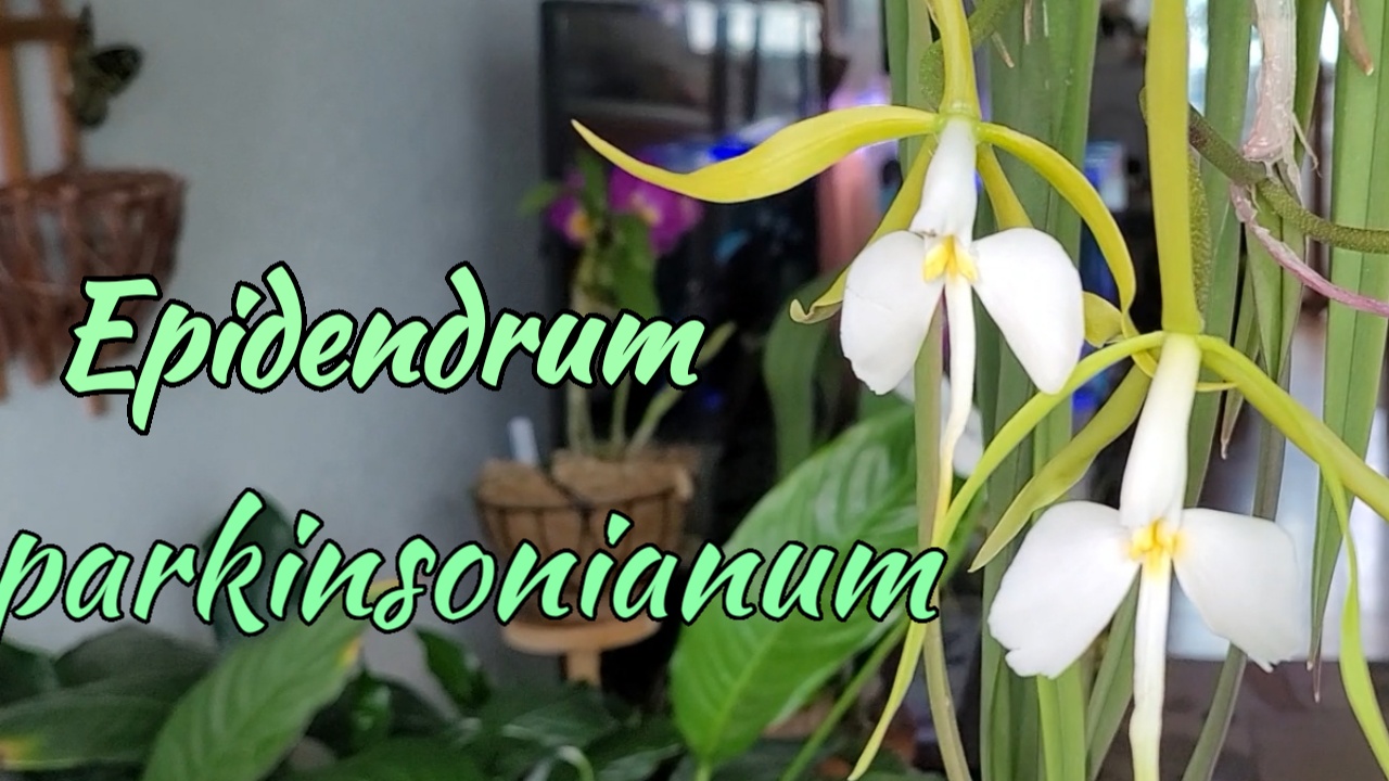 Epidendrum Parkinsonianum  ОБИЛЬНОЕ ЦВЕТЕНИЕ.