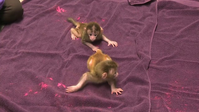 Химерные макаки смотреть онлайн