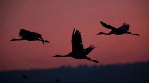 Аркадий Северный   Журавли