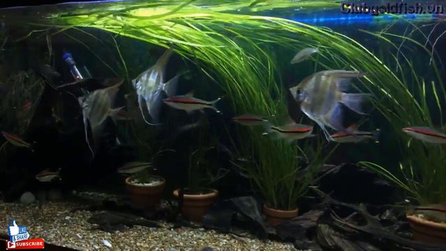 Good day all friends let in join my Altum - goldfish club смотреть онлайн