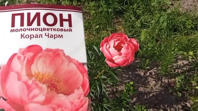Коралловый чудо пион Корал Чарм. 23 июня 2022 смотреть онлайн