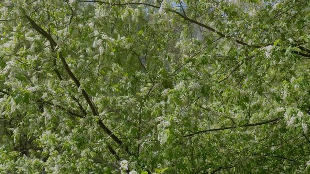 Panasonic Lumix DC-G9   4K HLG - 10 Bit  4:2:2