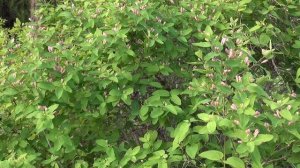 "Весна-красна"  Ир. Леонова  альбом "Лети перышко"