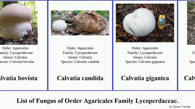 List of Fungus of Order Agaricales Family Lycoperdaceae. calvatia giant candida rugosa gigantea смотреть онлайн