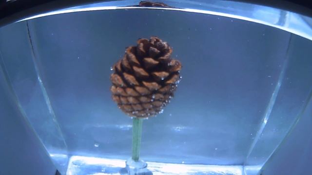 Как закрывается сосновая шишка | Pine cone closing смотреть онлайн