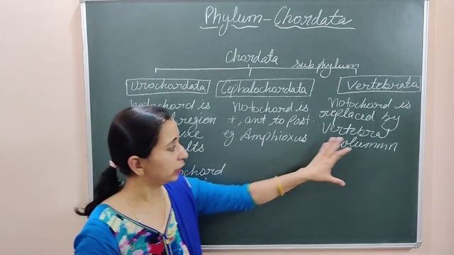 ANIMAL KINGDOM - PHYLUM - CHORDATA INTRODUCTION AND CLASSIFICATION смотреть онлайн