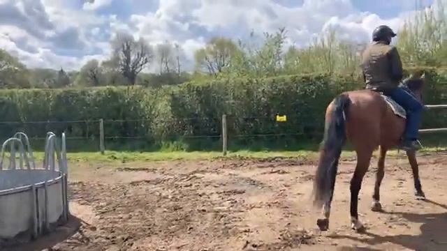 Starting lateral work with a young horse - Check-in смотреть онлайн