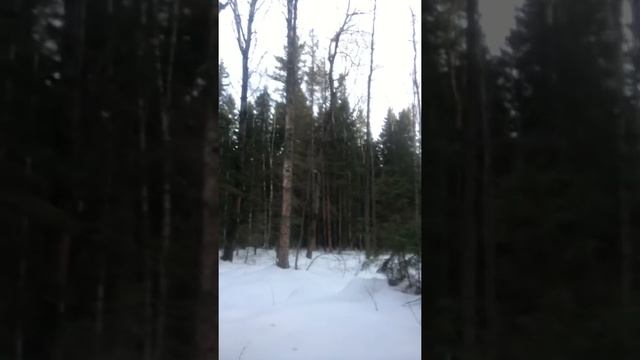 Снегоход Тайга ТАНК!!! смотреть онлайн
