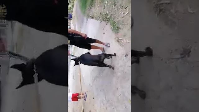 Belgian Malinois mating смотреть онлайн