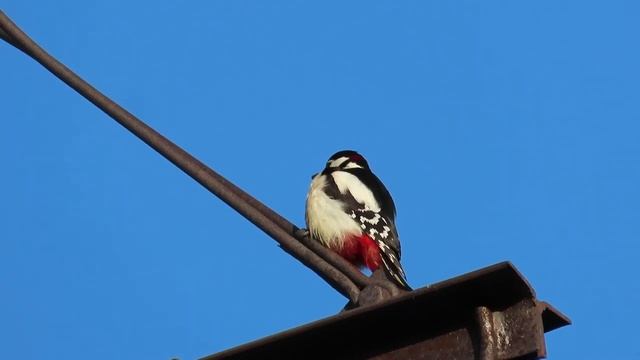 №3303 10 04 2023 Дятел смотреть онлайн