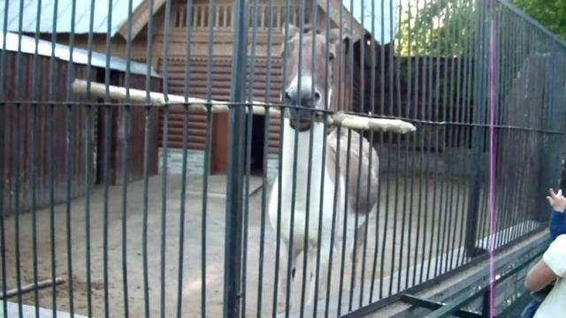 лошадь и палка смотреть онлайн