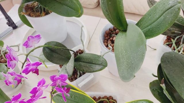 Выходной Цветовода 😃👍🌸 смотреть онлайн