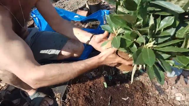 Копать-пилить. Посадка рододендрона смотреть онлайн