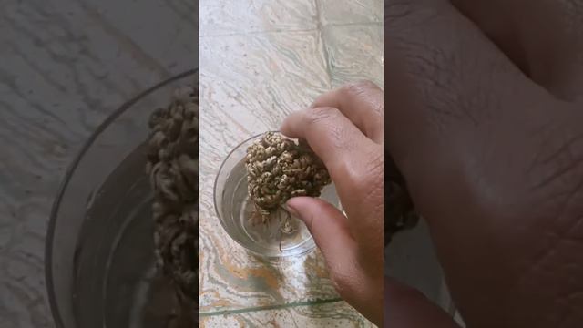 Sanjeevani plant # selaginella bryopteris plant #magical plant #nature #homegardening #garden