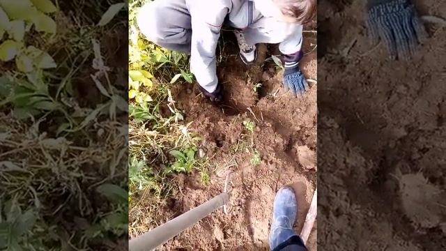 ПОИСКИ КРОТА В ОГОРОДЕ ЧАСТЬ 1 смотреть онлайн