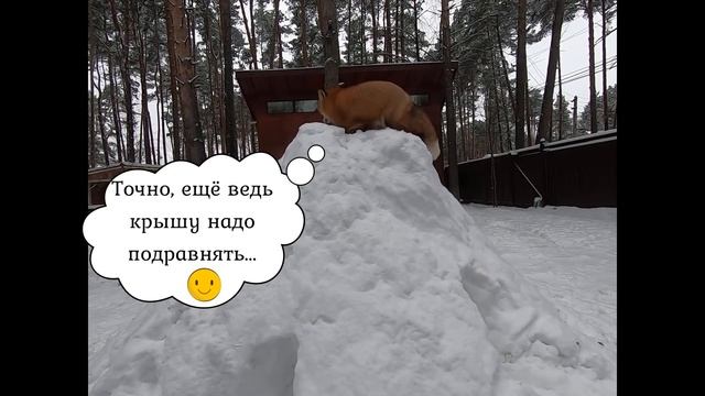 ЛИ СЯО. Алиса - Лиса. Рыжий подарок для лисы. Важные горно-копательные работы. смотреть онлайн