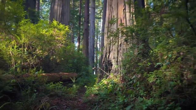 Prairie Creek Redwoods (Rhododendron, South Fork, and Foothill Trails) смотреть онлайн