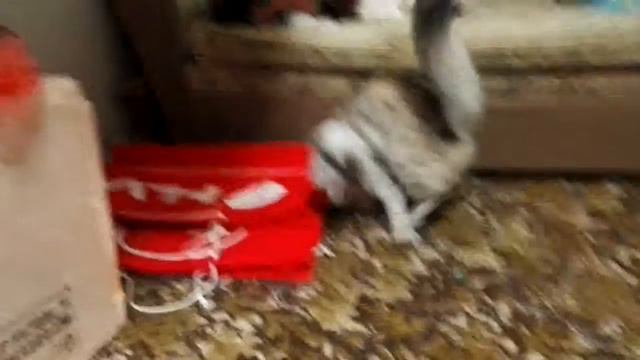 Мейнкун. Играет с мышкой. смотреть онлайн