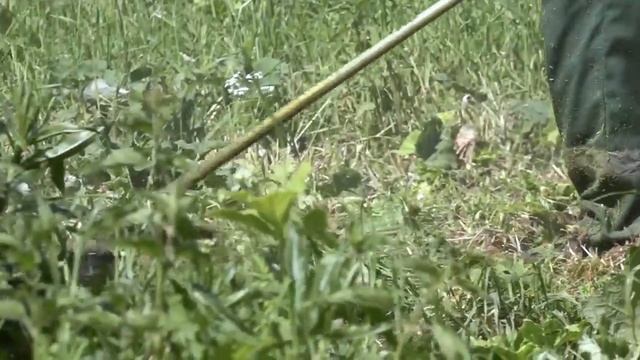 В Ленинском районе Ярославля прошел покос борщевика смотреть онлайн