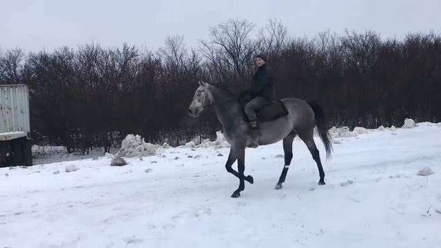 Трехлетние Норзен Прадо и Монгол после проездки. ПП "Лидер" смотреть онлайн