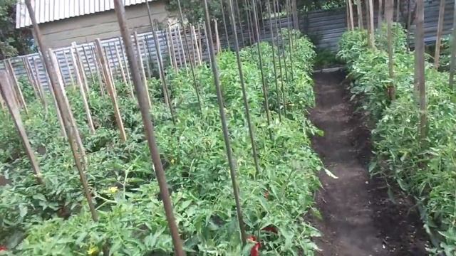 КАКИЕ ТОМАТЫ ПОСПЕЛИ У МЕНЯ НА УЛИЦЕ? Ольга Чернова. смотреть онлайн