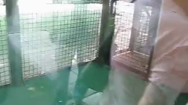 Прикол обезьяну реально плющит в зоопарке смотреть онлайн