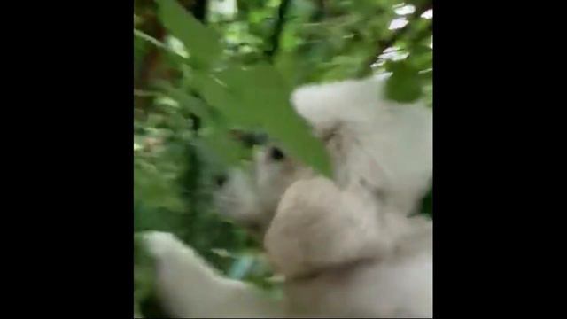 Белый медвежонок Zuzzustyle Erik собирает урожай малины. смотреть онлайн