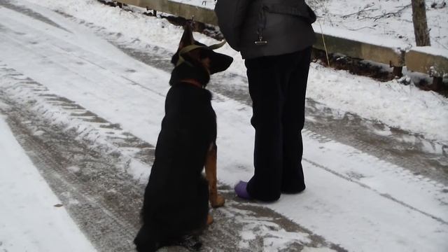 Дрессировка восточно-европейской овчарки www.dogclass.ru/ смотреть онлайн