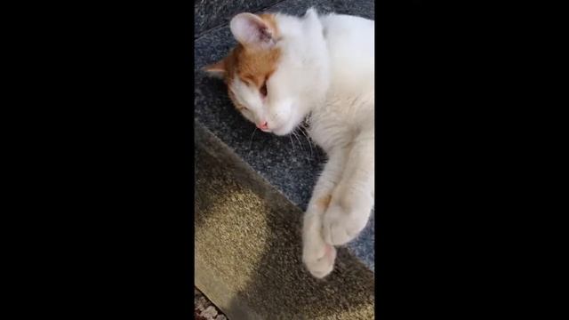 Как гладить кота! смотреть онлайн