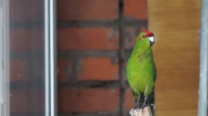 Какарики Итан разговаривает 3