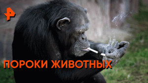Животные пьют спиртное, курят и занимаются бандитизмом — Знаете ли вы, что?