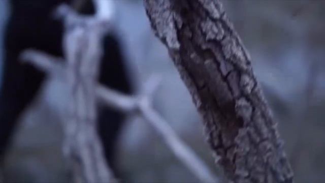 Видео умирающего после слива воды водоема Гасфорты смотреть онлайн