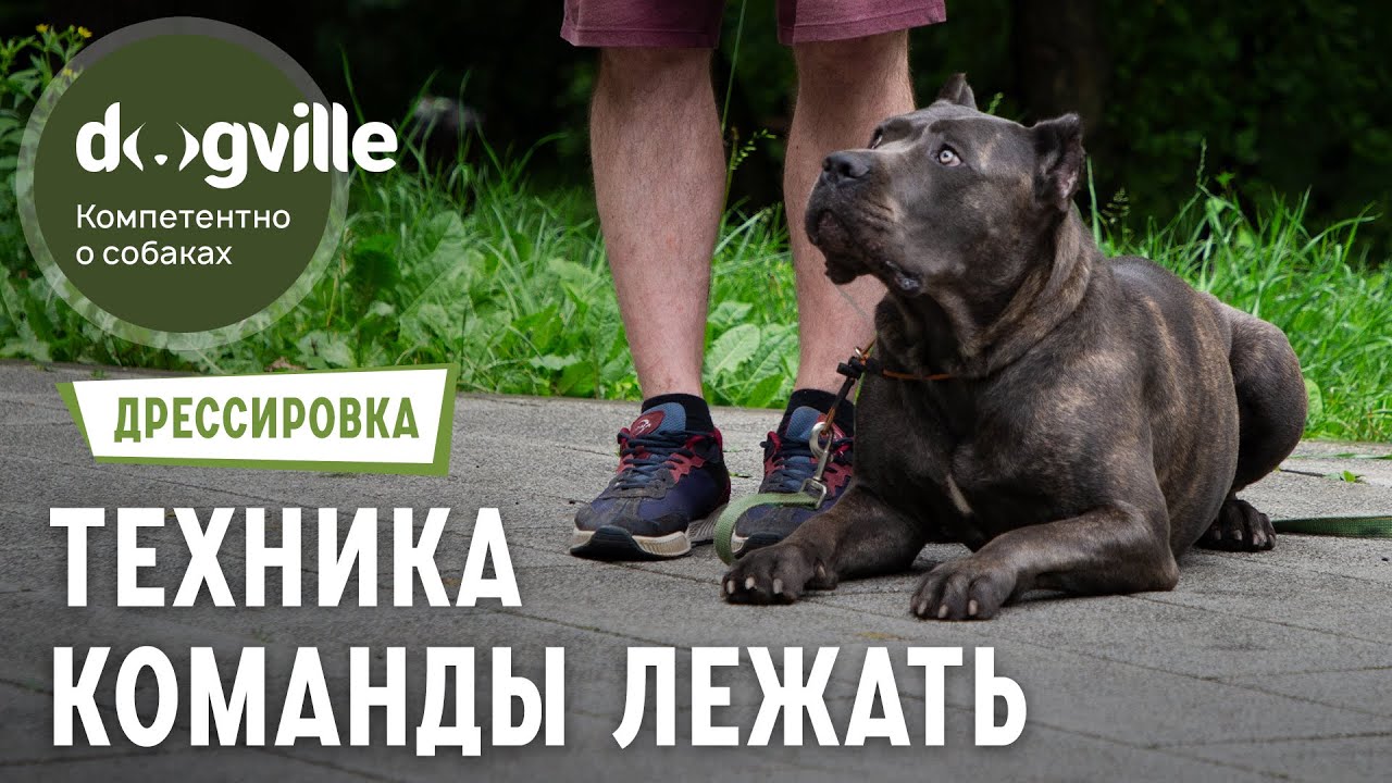 Команда «Лежать» — Техника выполнения смотреть онлайн