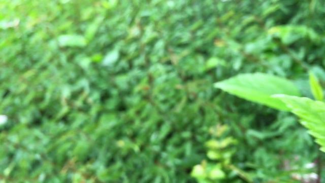 Plant With Purple Flowers - 2018 смотреть онлайн