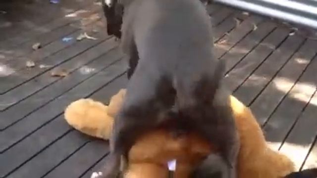 Diesel doggy style смотреть онлайн