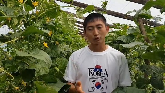 Основные принципы выращивания ОГУРЦА. ПИТАНИЕ. ЧАСТЬ2. принципы не путать с нормами смотреть онлайн