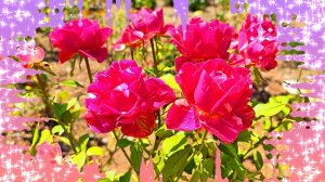 Футаж. Цветочный фон 137