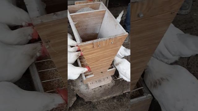 Кормушка для кур. На пути к автономному курятнику. Осень 2019 смотреть онлайн
