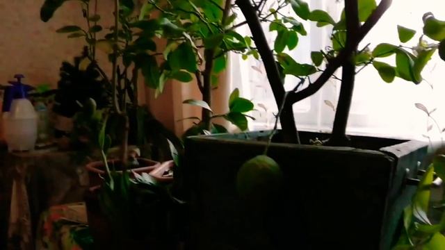 Лимоны в домашних условиях. Цветение смотреть онлайн