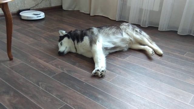 Наши Хаски.mp4 смотреть онлайн