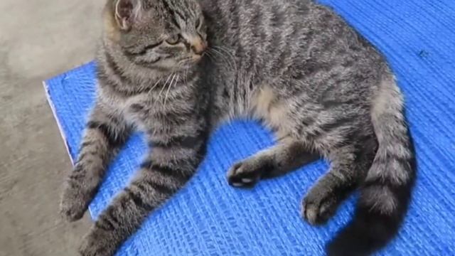 What is Ailurophobia? Why do people associate Cats with Evil? смотреть онлайн