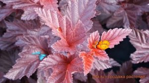 Пузыреплодник калинолистный Шух ? обзор: как сажать, саженцы пузыреплодника Шух