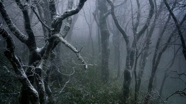 Sviatoslav Richter - Schumann - Waldszenen (Forest Scenes), Op 82 смотреть онлайн
