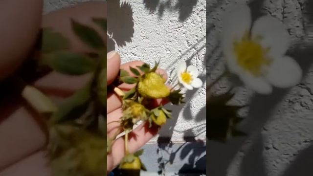 Выращивание клубники на балконе в трубах смотреть онлайн