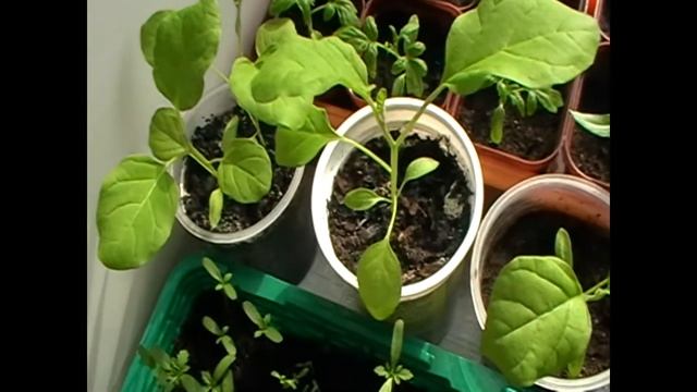 Дельфиниумы без стратификации