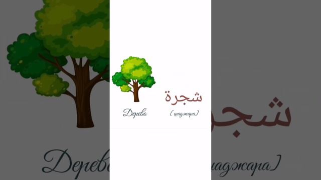 Арабский алфавит. Буква Шин. смотреть онлайн