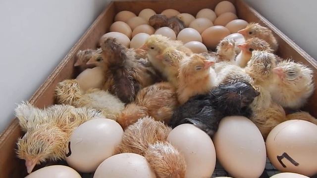 Мои цыплятки разных пород, Вывелись в инкубаторе Норма Луппер с 8 смотреть онлайн