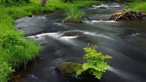 ВИКТОР ШАУБЕРГЕР – ЭНЕРГИЯ ВОДЫ №3
