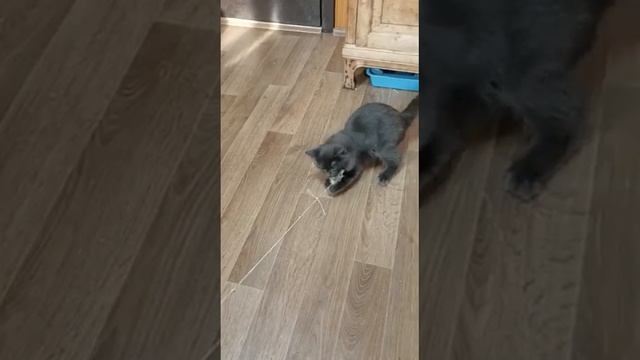 Дымчатые котята_9 смотреть онлайн