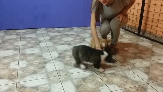 Щенки вельш корги кардиган 2 мес питомник Айс Фентези (проданы) смотреть онлайн